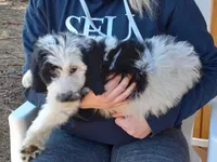 Stormy, a male Goldendoodle for sale in Cameron, SC – Photo 4 of 5