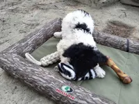 Zues, a male Goldendoodle for sale in Cameron, SC – Photo 1 of 6