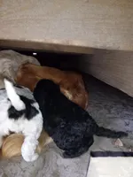 Buddy, a male Goldendoodle for sale in Cameron, SC – Photo 3 of 6