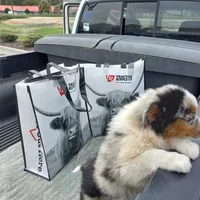 Luna, a female Aussiedoodle for sale in Cameron, SC – Photo 4 of 4