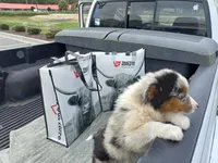 Riley, a female Aussiedoodle for sale in Cameron, SC – Photo 4 of 4