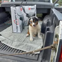 Luna, a female Aussiedoodle for sale in Cameron, SC – Photo 3 of 4