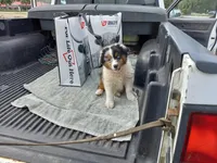Riley, a female Aussiedoodle for sale in Cameron, SC – Photo 3 of 4
