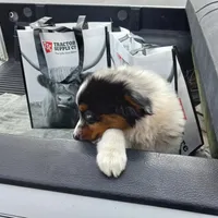 Luna, a female Aussiedoodle for sale in Cameron, SC – Photo 1 of 4