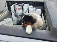 Riley, a female Aussiedoodle for sale in Cameron, SC – Photo 1 of 4