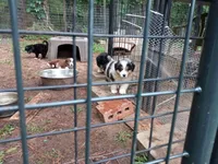 Ryder, a male Miniature Aussiedoodle for sale in Cameron, SC – Photo 1 of 10