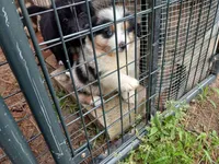 Ryder, a male Miniature Aussiedoodle for sale in Cameron, SC – Photo 6 of 10