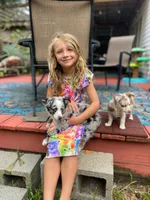 Ryder, a male Miniature Aussiedoodle for sale in Cameron, SC – Photo 10 of 10