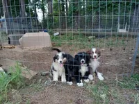 Ryder, a male Miniature Aussiedoodle for sale in Cameron, SC – Photo 7 of 10
