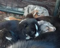 Ryder, a male Miniature Aussiedoodle for sale in Cameron, SC – Photo 9 of 10