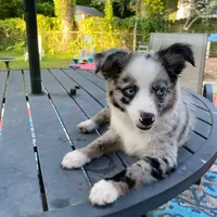 Marlo, a male Miniature Aussiedoodle for sale in Cameron, SC – Photo 4 of 7