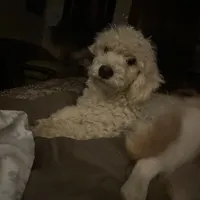 Marlo, a male Miniature Aussiedoodle for sale in Cameron, SC – Photo 5 of 7