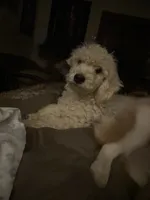 processed/c82af7d3-7f04-4d6e-b2c3-b4ea183ed2f7/listing/f147ec82-5924-4afd-8e01-f2c804007c1f/4e666444-0cb5-42f8-9f5f-19ceca6be367