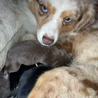 Marlo, a male Miniature Aussiedoodle for sale in Cameron, SC – Photo 6 of 7