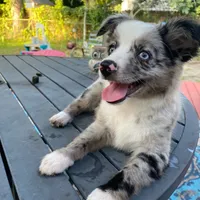 Marlo, a male Miniature Aussiedoodle for sale in Cameron, SC – Photo 2 of 7