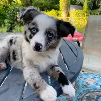 Marlo, a male Miniature Aussiedoodle for sale in Cameron, SC – Photo 1 of 7