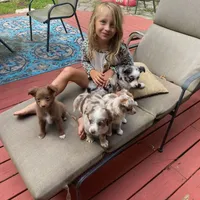 Marlo, a male Miniature Aussiedoodle for sale in Cameron, SC – Photo 7 of 7