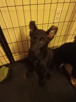 Pepper , a female German Shepherd Dog for sale in Middletown, CT – Photo 4 of 4