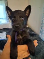 Pepper , a female German Shepherd Dog for sale in Middletown, CT – Photo 2 of 4