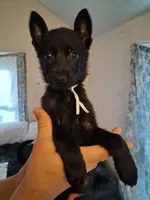 Minnie, a female German Shepherd Dog for sale in Middletown, CT – Photo 2 of 6