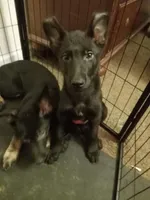 Minnie, a female German Shepherd Dog for sale in Middletown, CT – Photo 5 of 6