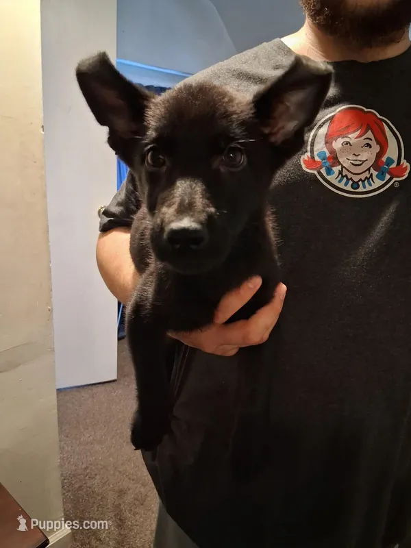 Minnie – German Shepherd Dog puppy for sale in Middletown, CT