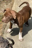 nala, a female American Bully for sale in New Britain, CT – 1 of 2