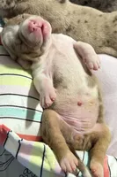 Mary Kate Olsen , a male American Bully for sale in New Britain, CT – 1 of 4