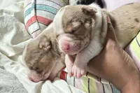 Mary Kate Olsen , a male American Bully for sale in New Britain, CT – 2 of 4