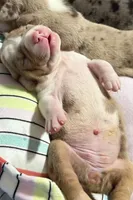 Ashley Olsen , a female American Bully for sale in New Britain, CT – 3 of 3