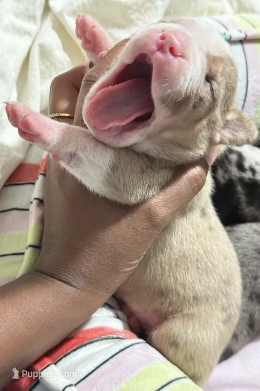 Ashley Olsen  – American Bully puppy for sale in New Britain, CT