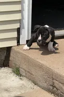 Tough Guy Tux, a male American Bully for sale in New Britain, CT – 4 of 4