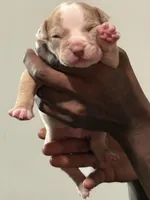 Simba, a male American Bully for sale in Hartford, CT – Photo 1 of 3