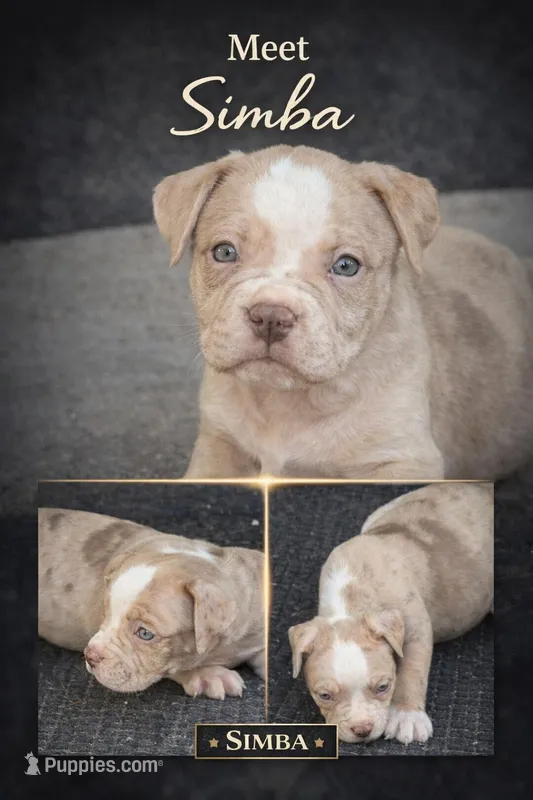 Simba – American Bully puppy for sale in Hartford, CT