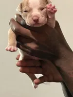 Simba, a male American Bully for sale in Hartford, CT – Photo 2 of 3