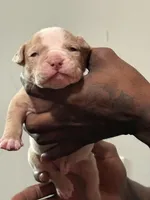 Simba, a male American Bully for sale in Hartford, CT – Photo 3 of 3