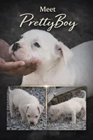 Pretty Boy , a male American Bully for sale in New Britain, CT – 2 of 2