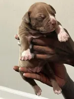 Nala, a female American Bully for sale in Hartford, CT – Photo 1 of 3