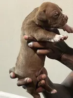 Nala, a female American Bully for sale in Hartford, CT – Photo 3 of 3