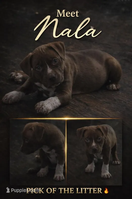 Nala – American Bully puppy for sale in Hartford, CT
