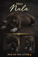 Nala, a female American Bully for sale in Hartford, CT – 1 of 1