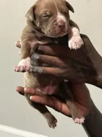 Nala, a female American Bully for sale in Hartford, CT – Photo 2 of 3