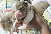 Mary Kate Olsen , a male American Bully for sale in New Britain, CT – 3 of 4