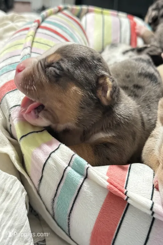 Jigsaw – American Bully puppy for sale in New Britain, CT