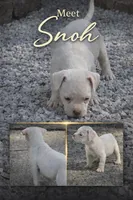 Snoh, a female American Bully for sale in New Britain, CT – 2 of 2