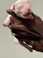 Snoh, a female American Bully for sale in Hartford, CT – Photo 3 of 3