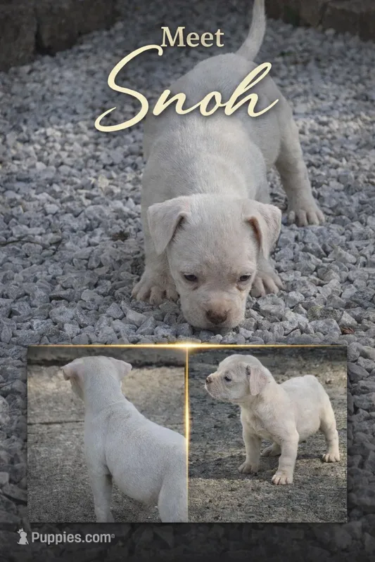 Snoh – American Bully puppy for sale in Hartford, CT