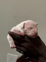 Snoh, a female American Bully for sale in Hartford, CT – Photo 1 of 3