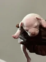 Snoh, a female American Bully for sale in Hartford, CT – Photo 2 of 3