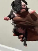 Chanel, a female American Bully for sale in Hartford, CT – Photo 2 of 4